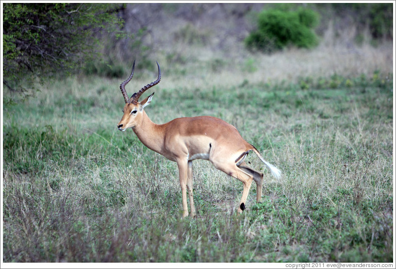 Impala pooping.
