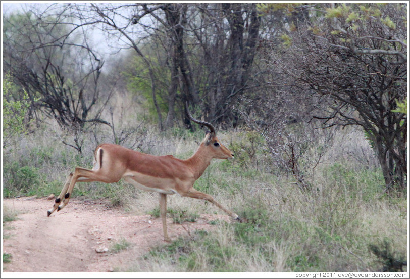 Impala running.