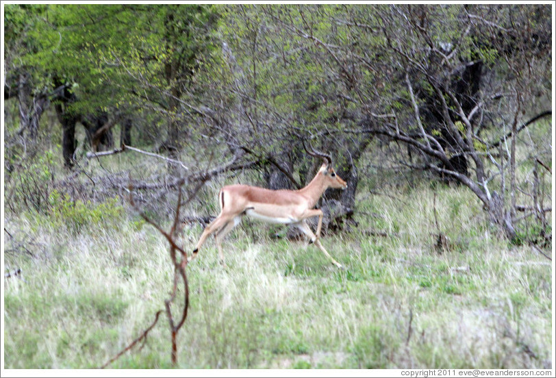 Impala running.