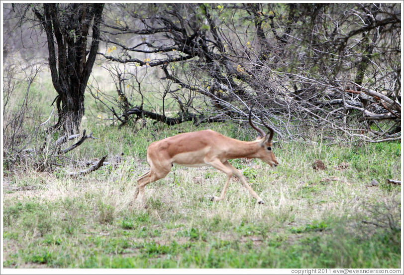 Impala running.