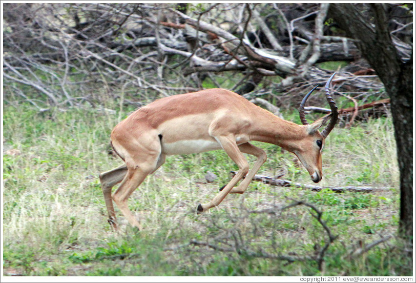 Impala running.