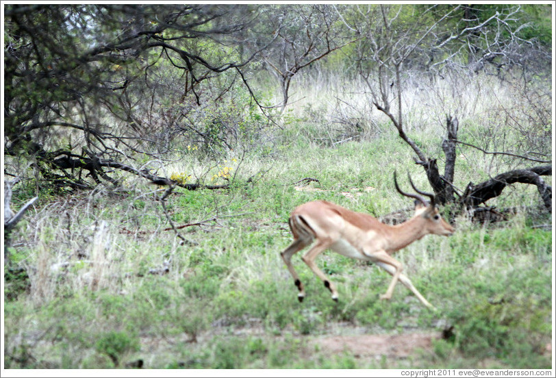 Impala running.