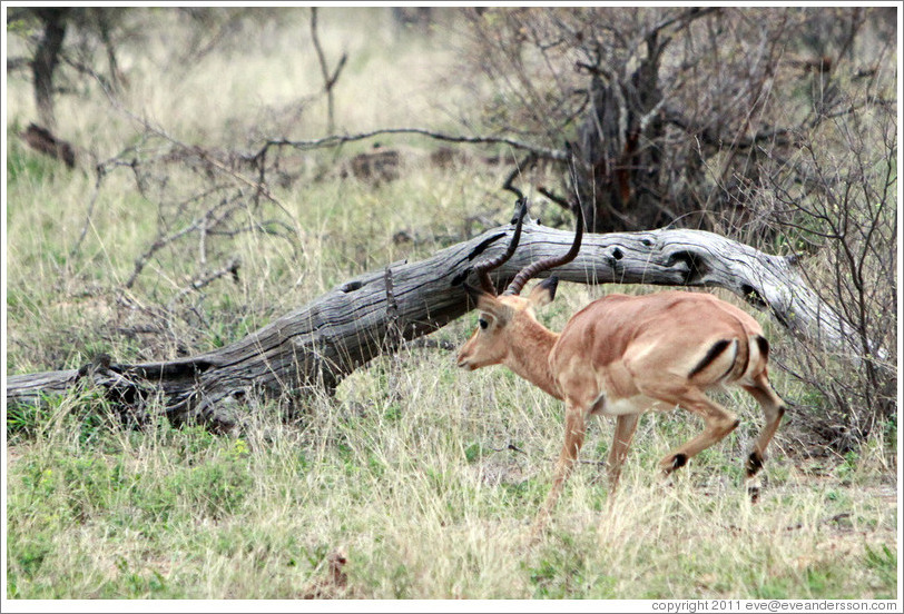 Impala running.