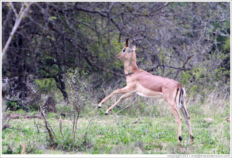 Impala running.
