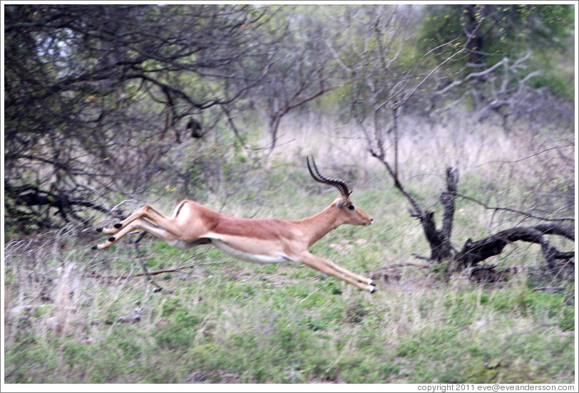 Impala running.