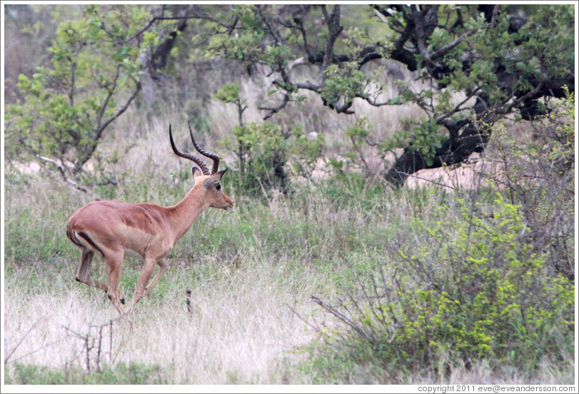 Impala running.