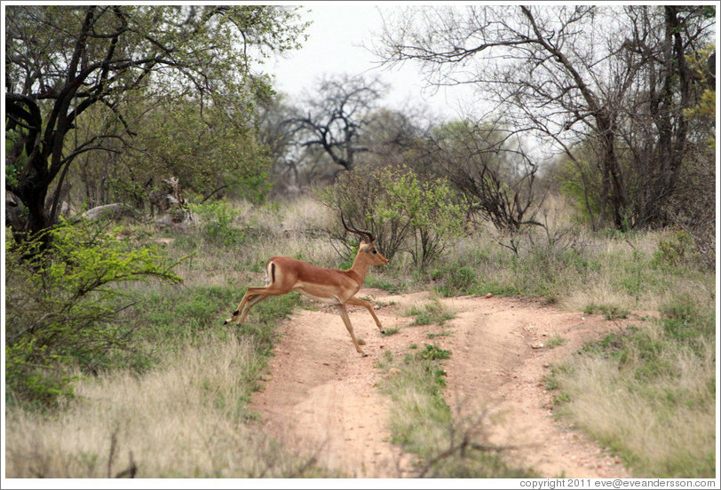 Impala running.