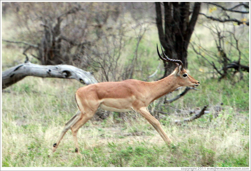 Impala running.