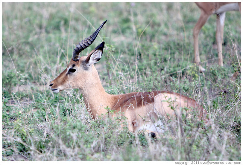 Impala sitting.
