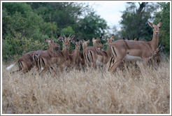 Impala, an African member of the antelope family.  (Species: Aepyceros melampus)