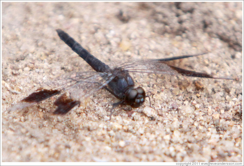 Black and brown insect with partially transparent wings.