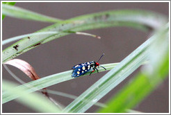 Blue insect with yellow spots and a red head.