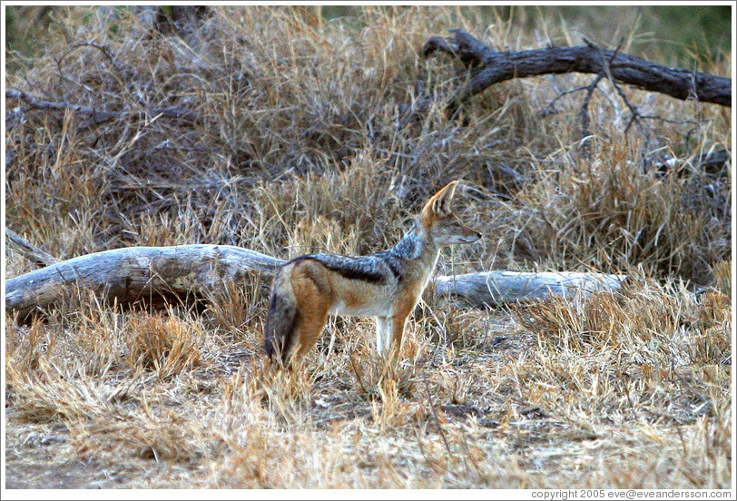 Black backed jackal (Species: Canis mesomelas).