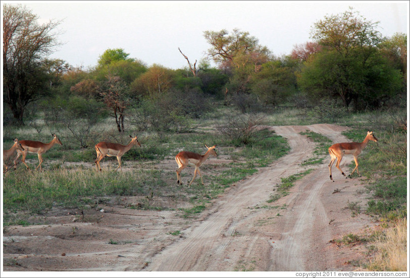 Kudu crossing the road.