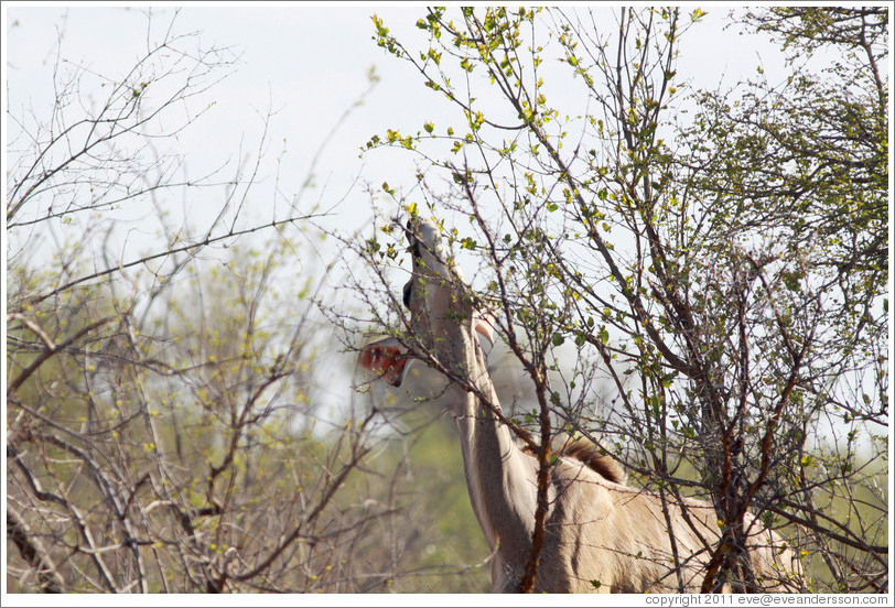 Kudu eating leaves.