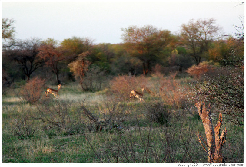 Kudu leaping.