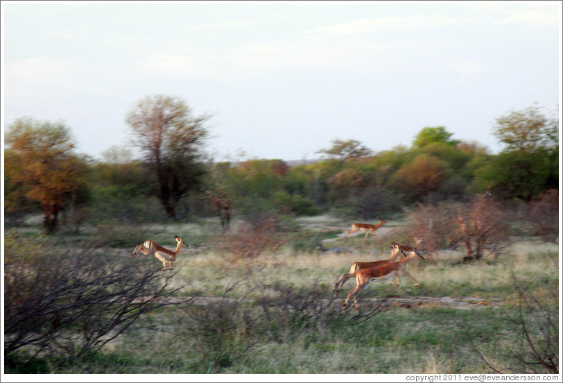 Kudu leaping.