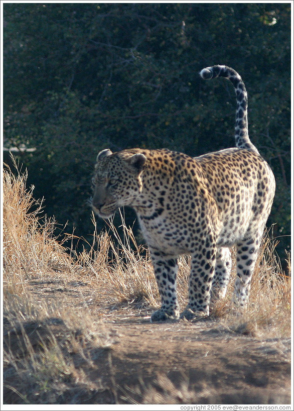 Leopard.
