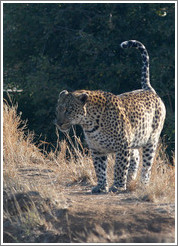 Leopard.