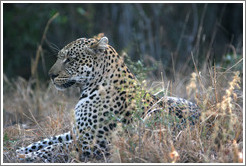 Leopard.