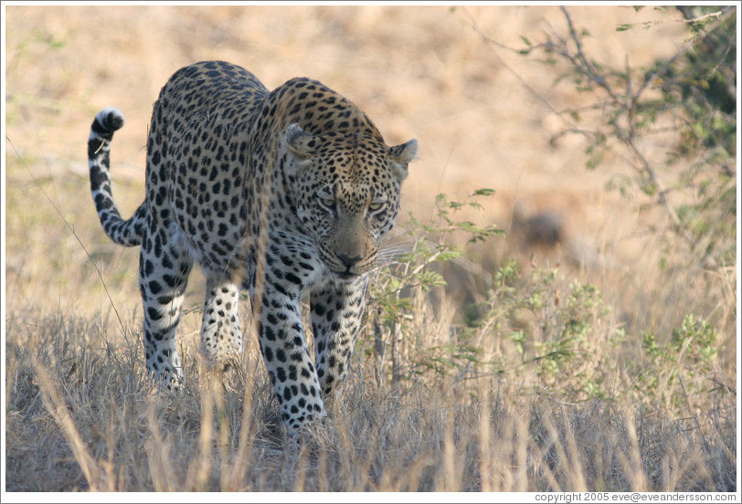 Leopard