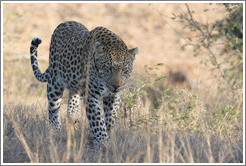 Leopard