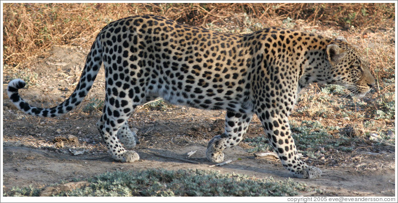 Leopard