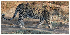 Leopard