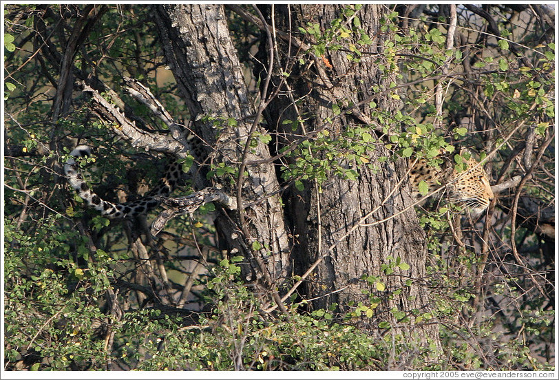 Leopard in tree.