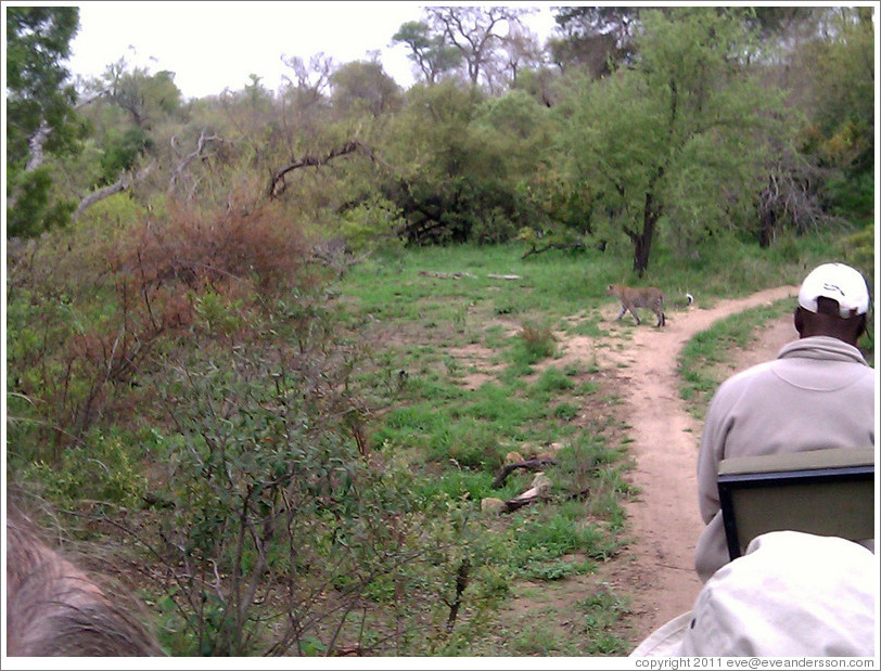 Leopard passing in front of the Land Rover.