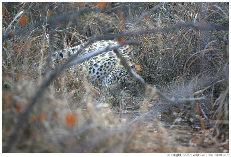 Leopard sleeping after killing baby bush buck.