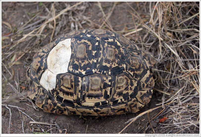 Shell of a leopard tortoise.