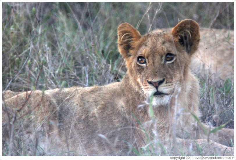 Lion cub.