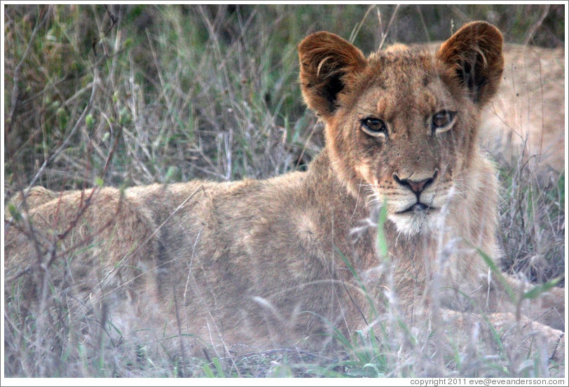 Lion cub.