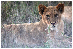 Lion cub.