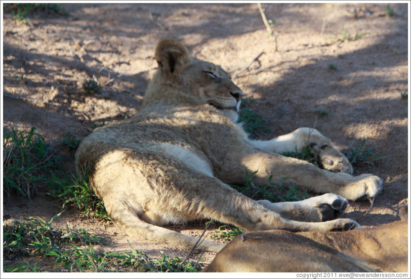 Lion resting.