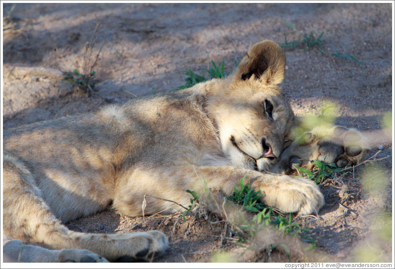 Lion resting.