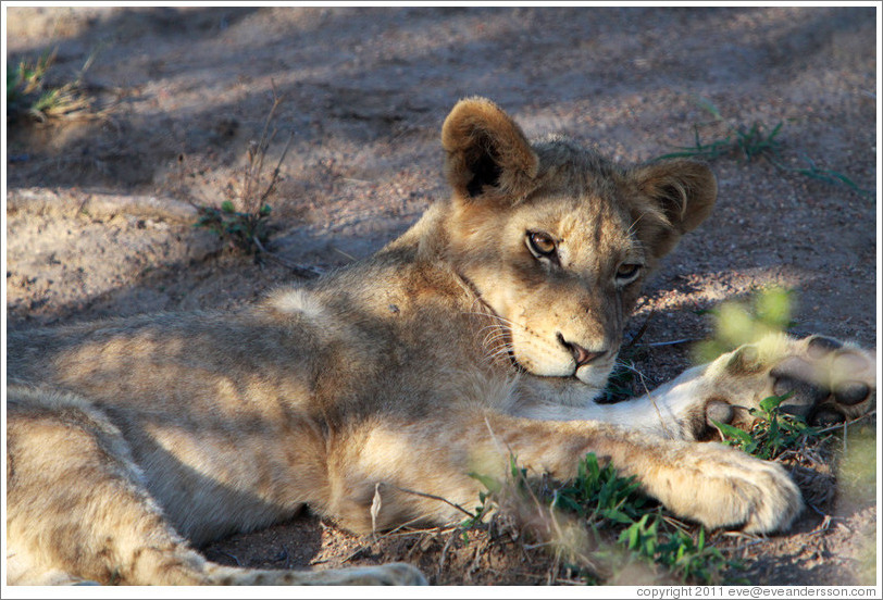 Lion resting.