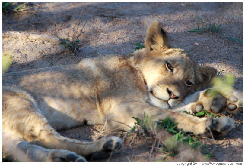 Lion resting.
