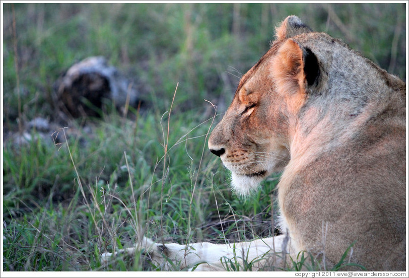 Lion basking in the sun.