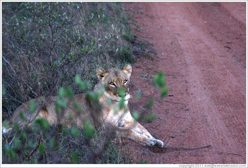 Lion behind bush at the side of the road.