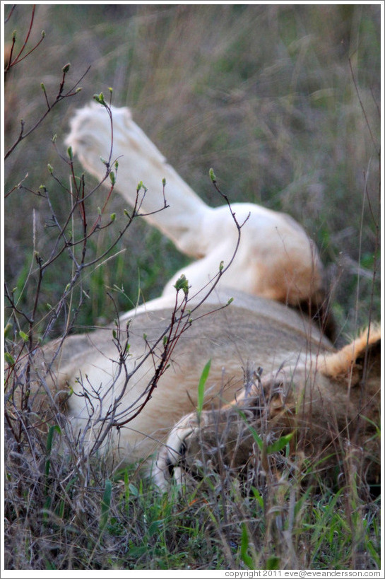 Lion lying down with one leg raised.
