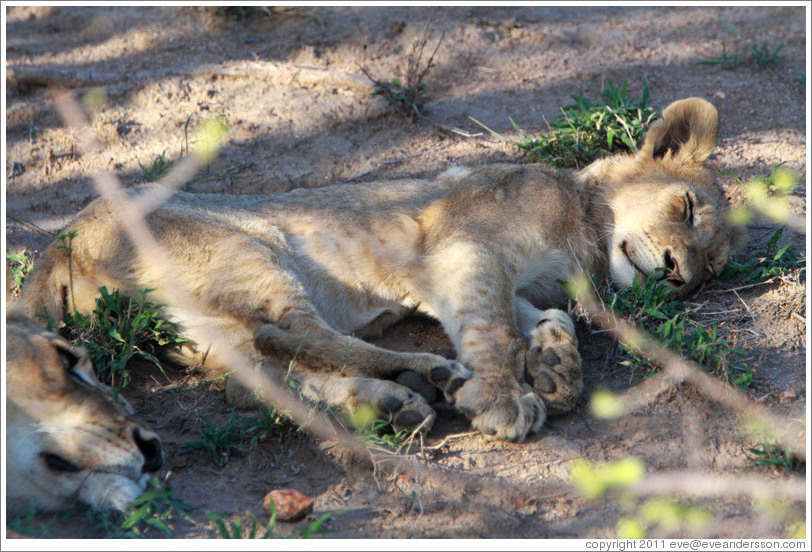 Lion sleeping.