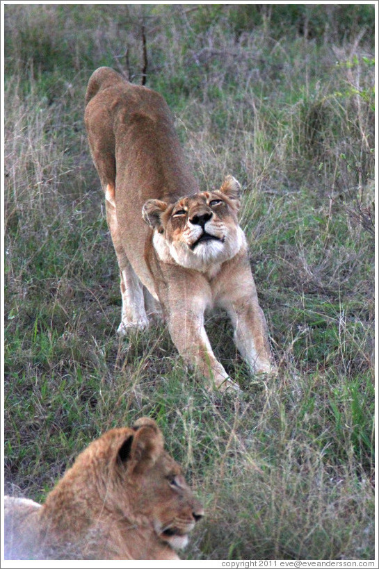 Lion stretching.