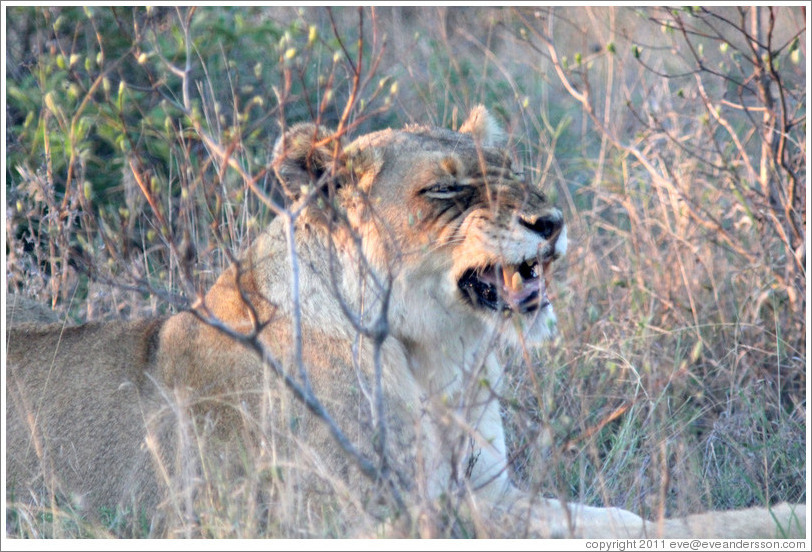 Lion yawning.