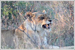 Lion yawning.