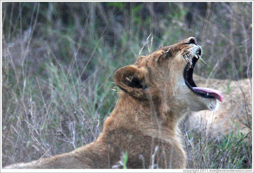 Lion yawning.