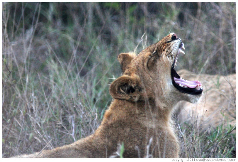 Lion yawning.