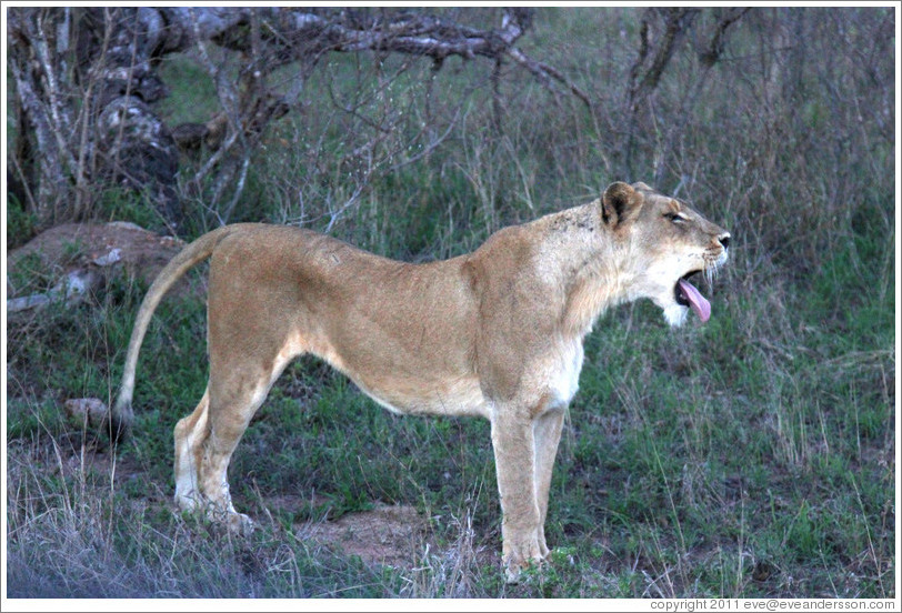 Lion yawning.
