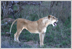 Lion yawning.